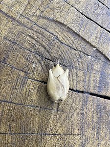 Fava Flor de Oxum