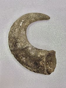 Chifre de Búfalo Pequeno