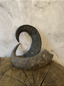Chifre de Búfalo Médio