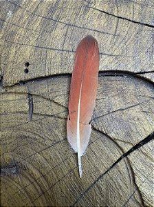 Pena de Ekodidé / Ìkódíde