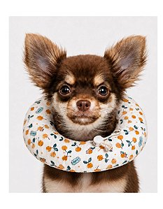 Colar Elizabetano Almofadado Cães Gatos Ajustável Macio PP