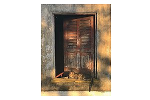 CARTÃO-POSTAL ISAY WEINFELD - UM DIA DE GATO