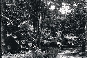 CARTÃO-POSTAL QUANDO O MUSEU É RIO - CANTEIROS DO HORTO BOTÂNICO