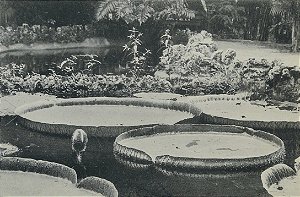 CARTÃO-POSTAL QUANDO O MUSEU É RIO - VITÓRIA-RÉGIA (VICTORIA AMAZONICA)