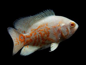 Oscar Albino Red Tiger 8 a 10cm