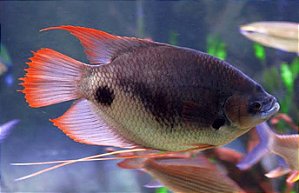 Gourami Red Tail 8cm