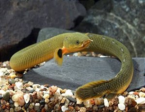 Peixe Corda 35 a 40cm