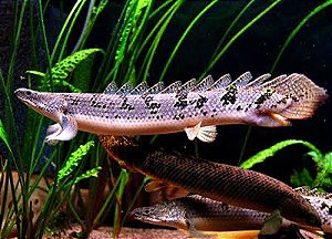 Polypterus delhezi 8 a 10cm