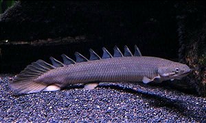 Polypterus Senegalus 15 a 20cm