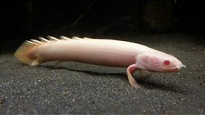 Polypterus Senegalus Albino 15 a 20cm