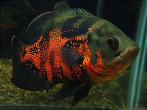 Oscar Red Tiger A 30cm