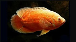 Oscar Albino Red Ruby 8 a 10cm