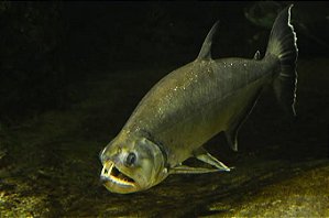 Cachorra Armatus 18 a 21cm