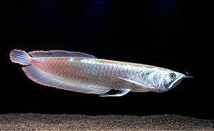 Aruanã Prata 20 a 25cm