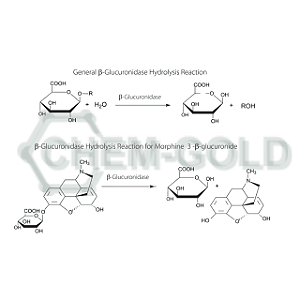 9001-45-0 Beta Glucuronidase Sol De Helix Pomatia (β-glucuronidase from Helix Pomatia)