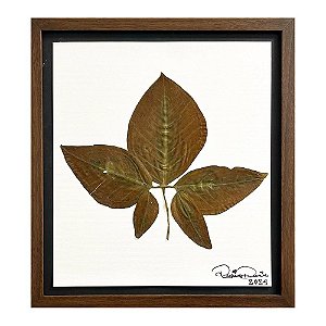 Colagem de Syngonium Auritum P | By Regina Duarte