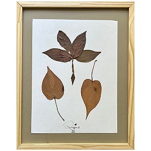 Colagem de Lambari e Maranta-Pena-de-Pavão P | By Regina Duarte