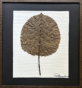 Colagem Botânica Terminalia M by Regina Duarte