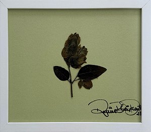 Colagem de Flor-camarão P | By Regina Duarte
