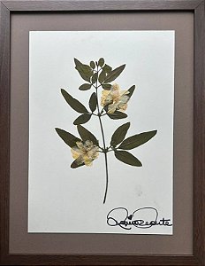 Colagem de Jasmim Amarelo P| By Regina Duarte