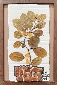 Colagem de Flacourtia Indica | By Regina Duarte