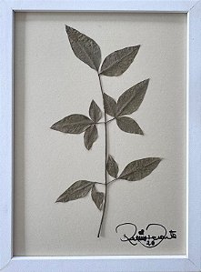 Colagem de chuva-de-ouro P | By Regina Duarte