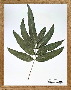 Colagem de samambaia | By Regina Duarte