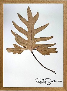 Colagem de Guaimbê P | By Regina Duarte