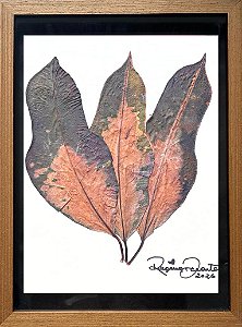 Colagem de Croton P| By Regina Duarte