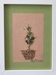 Colagem de Buxo-arbóreo | By Regina Duarte