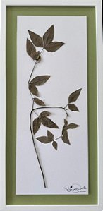 Colagem de Chuva de ouro | By Regina Duarte