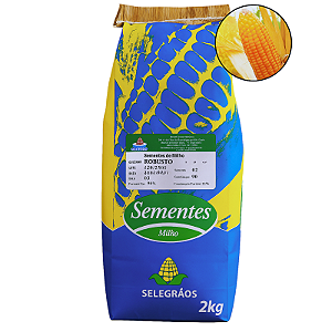 Semente De Milho Verde Híbrido Robusto 2kg - Selegrãos