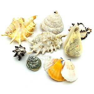 Kit de Conchas e Caracóis do Mar Grande (400g)