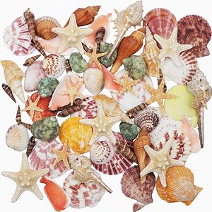 Pacote de Conchas e Caracóis do Mar (750g)