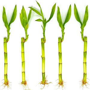 Kit com 5 Hastes de Bambu da Sorte (Pequeno)