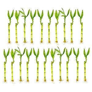 Kit com 21 Hastes de Bambu da Sorte (Pequeno)