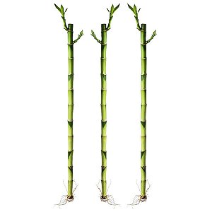 Kit com 3 Hastes de Bambu da Sorte (Médio)