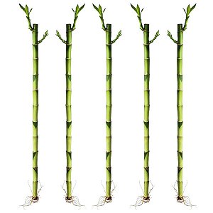 Kit com 5 Hastes de Bambu da Sorte (Médio)