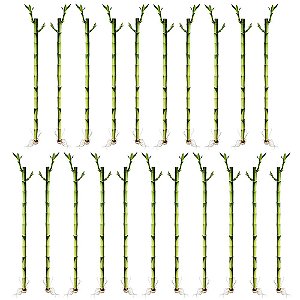 Kit com 21 Hastes de Bambu da Sorte (Médio)