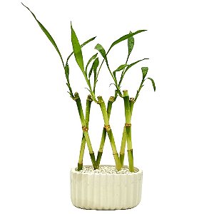 Vaso com 6 Hastes de Bambu da Sorte Trançado