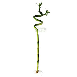 Haste de Bambu da Sorte em Espiral (Grande)