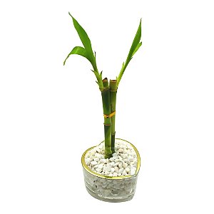 Vaso Coração em Vidro com Bambu da Sorte (2 Hastes)