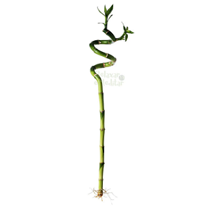 Haste de Bambu da Sorte em Espiral (Médio)