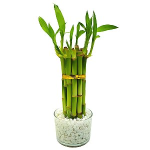 Vaso Redondo em Vidro com Torre de Bambu da Sorte