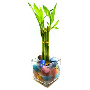 Bambu da Sorte com Pedra Olho de Gato e Vaso de Vidro (6 Hastes)