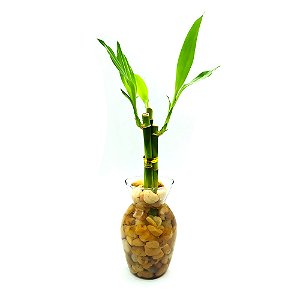 Vaso Haiti em Vidro com Bambu da Sorte (3 Hastes)