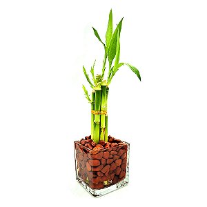 Bambu da Sorte com Pedra Jaspe Vermelha e Vaso de Vidro (6 Hastes)