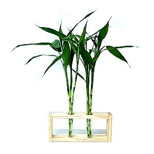 Vaso Duplo com Suporte de Madeira Pinus e Bambu da Sorte (6 Hastes)