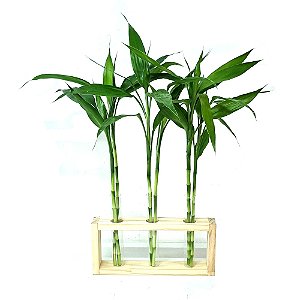 Vaso Triplo com Suporte de Madeira Pinus e Bambu da Sorte (6 Hastes)