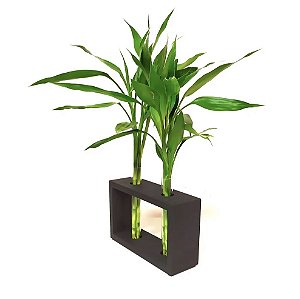 Suporte em Madeira Duplo com 6 Hastes de Bambu da Sorte